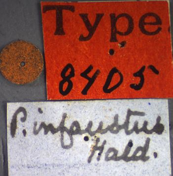 Media type: image;   Entomology 8405 Aspect: labels